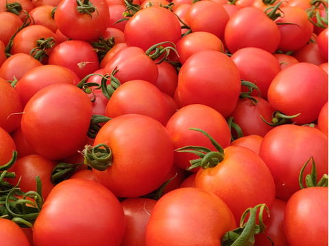 皮が柔らかくて食べやすい♪  優しい甘みの薄皮中玉とまと🍅【華小町】１.７kg箱