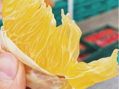 【母の日ギフト】『粒が際立つ木成り八朔』約10～20玉入りサイズ混合