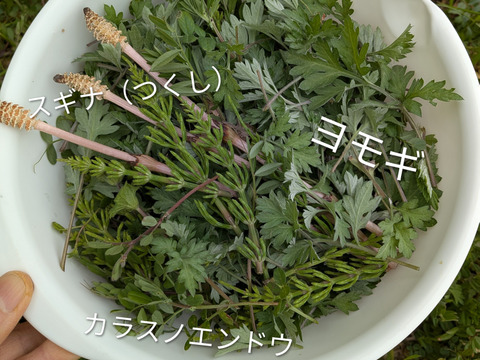 春先の柔らかなおまかせ野草セット🌿カラスノエンドウ、スギナ（つくし）、ヨモギ、ハコベ、その他 ※ご注文のタイミングによって変化しますのでおまかせセットとなります※不用な野草はご連絡ください