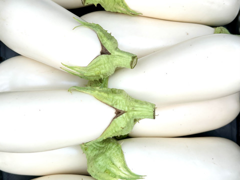 うま味ぎっしり。ナスいろいろセット 1kg