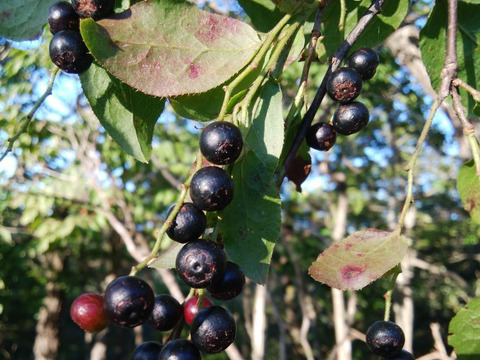 天然サルナシと天然ナツハゼ　京都産　計約１キロ 冷凍
