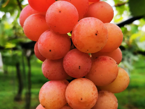 【特別栽培】⑪二十世紀梨2.5kg、旬のぶどう3種2kgのセット　ネオニコフリー