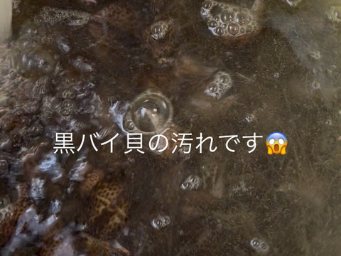 【-60冷凍】漁師の嫁シリーズ！黒バイ貝の煮付け３パック