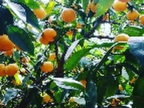 【先行予約11月発送】和歌山有田産 大ちゃんの畑農園 日南みかん（優品）