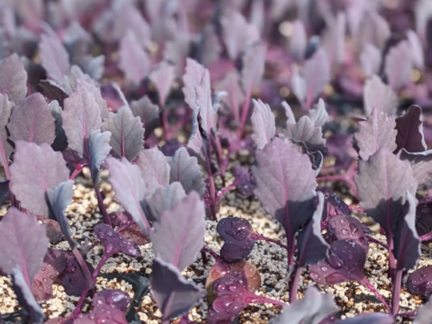 ミニ紫キャベツ　３キロ