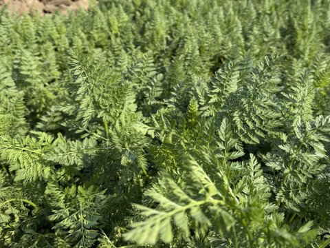 徳島県の春にんじん！（ご家庭用・３kg 約20本前後）