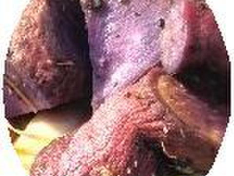 鮮やかな紫色の紫芋3kg（加工用にも最適！）兵庫県産 農薬不使用