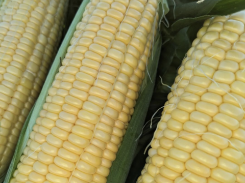 １４本🌽黄色とうもろこし