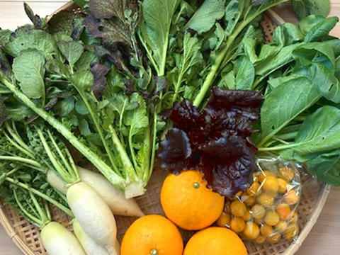 朝どれ野菜！ 詰め合わせセット 伊勢志摩産 4種類以上