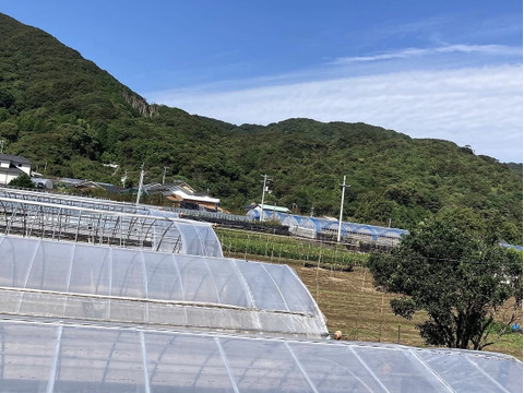 高知県産 朝採れ新生姜 3キロクール：高知県産のその他薬味・スパイス