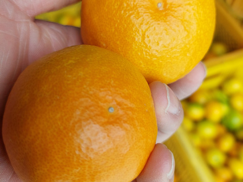 みかん&レモン  セット5kg(箱込)