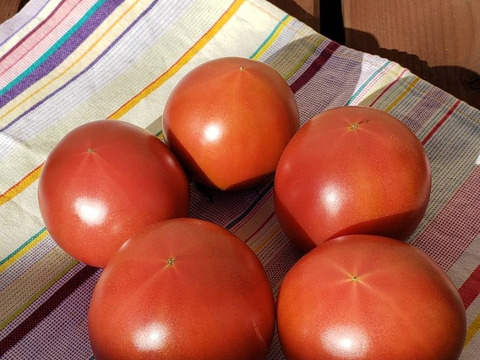 ★トマト農家が本気で作った★ウエタトマトdeドライトマト3袋セット