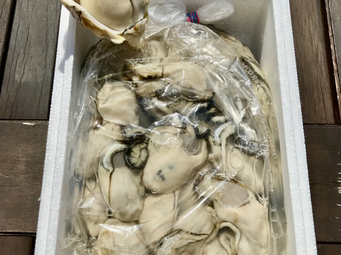 奥能登石川県穴水産　真牡蠣　むき身約１キロ　里海の恵みで育った、旨味が詰まった美味しい真牡蠣（加熱用）