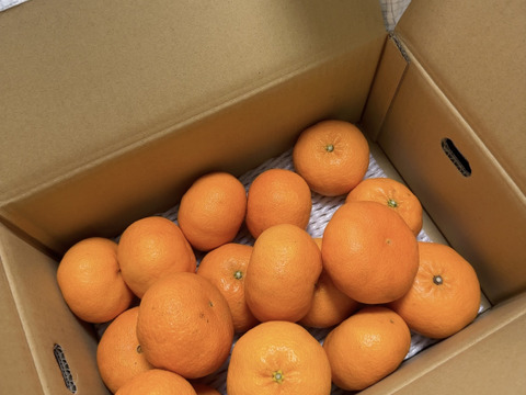 【訳あり】愛媛・西宇和産甘平4㎏