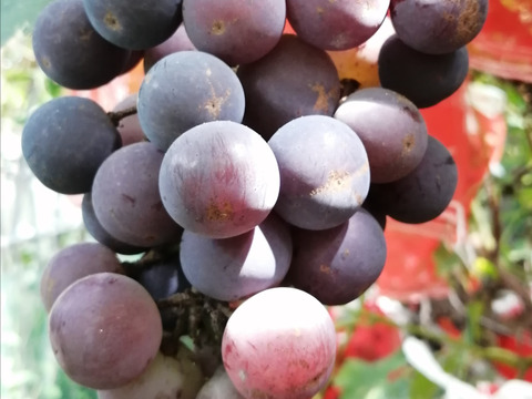 農薬不使用！爽やかな甘味のぶどう「ピオーネ」1kg