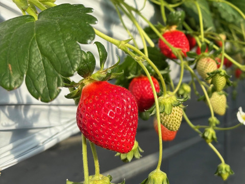 【今話題のいちご！】べにたま２５０ｇ×２パックーDXパックー