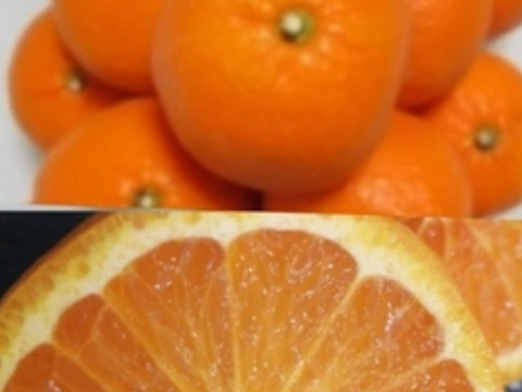 糖度16超❣　あま〜い春みかん♬【レア品】果汁たっぷり!（のうろく）