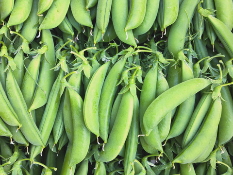 お試しサイズ500g！甘くておいしい、プリッとした有機スナップえんどう！食べきり！！【有機スナップエンド500g】少量お試しのサイズです！