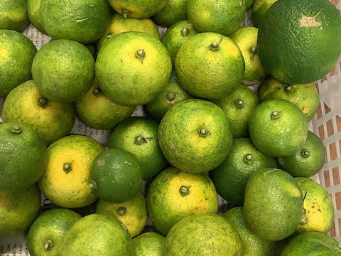 【猫丸様専用】お徳用柑橘