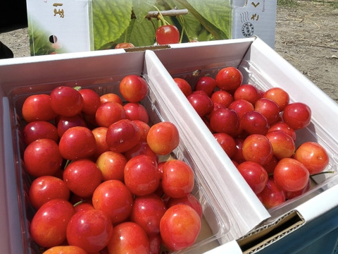 【佐藤錦】★特別価格★さくらんぼ 山形県東根産 1kg バラ詰め