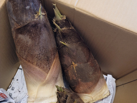【4月中旬発送】鮮度抜群★朝どれ自然栽培たけのこ★3kg 収獲当日発送いたします♪