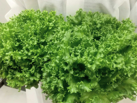 【訳ありクリスピーレタス小玉1.3kg】最先端水光栽培 AN（アン）レタス・クリスピー〈配送不可地域あり〉