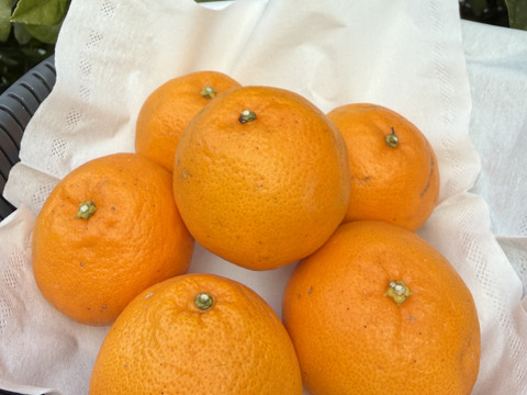 【予約 訳ｱﾘ小玉SS-M】🍊高糖度 果肉プリプリ♪甘みと香り豊かな はるみ ７kg【数量限定／果汁じゅわっ】短い旬に楽しむ特別柑橘！