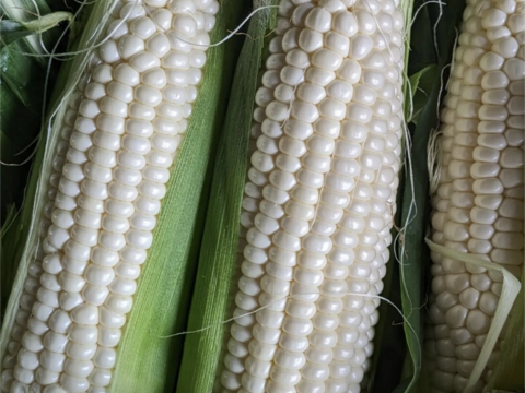 白色とうもろこし　１４本（330〜380g）