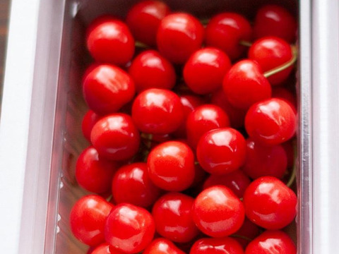 【 ご家庭用:紅秀峰 】山形県産 500g 🍒サイズM〜LLL お楽しみ商品になります^_^！！
