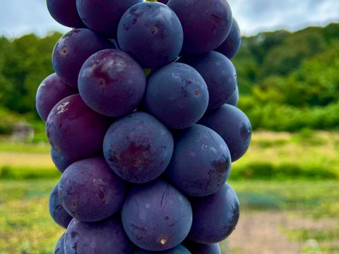 【農園厳選】色・味・粒ぞろいの極上ピオーネ 約2kg (3~4房)