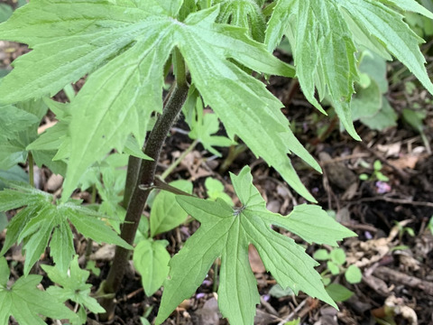 期間限定！山の恵みセット‼︎山菜詰め合わせ
天然山菜 約1500g(ワラビ、ウルイ、ボウナ、フキ、ウド、
ミズ等)