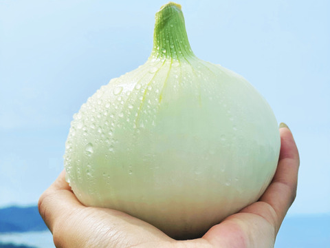 まずは 召し上がってみてください 食べたら衝撃 食べてみないとわからない フルーツのようにあま い淡路島産 新玉ねぎ10ｋｇ 早生品種 たまねぎ 兵庫県産 食べチョク 農家 漁師の産直ネット通販 旬の食材を生産者直送
