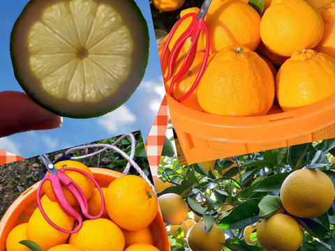 みかん畑セット【食べ比べ】5kg（箱込）