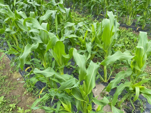 6本】シャキッ☆とジューシー！お日様をい～っぱい浴びた栃木のとうもろこし！ 6本