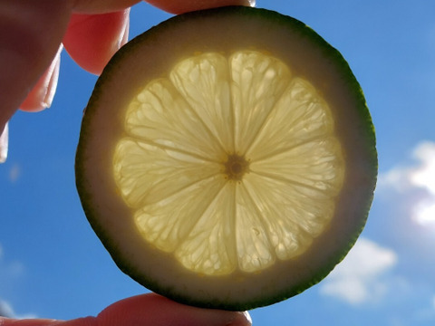 八朔＆甘夏&レモン『ご家庭用』3.5kg（箱込）