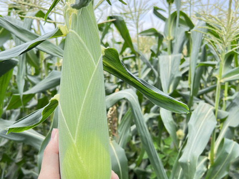 ホワイトコーン『雪の妖精』
約4キロ(10本〜12本)