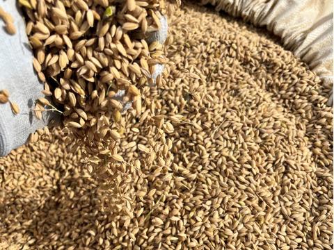 特別權之丞米【まっしぐら】玄米5kg