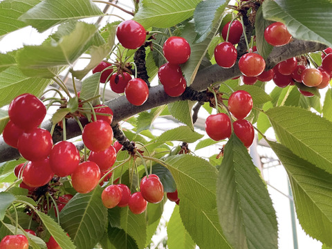 (特別価格！！！)山形県産　さくらんぼ　紅さやか　訳あり700g