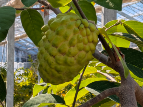 訳あり！？甘くて体に嬉しい！熊本県産アテモヤ（約１ｋｇ）