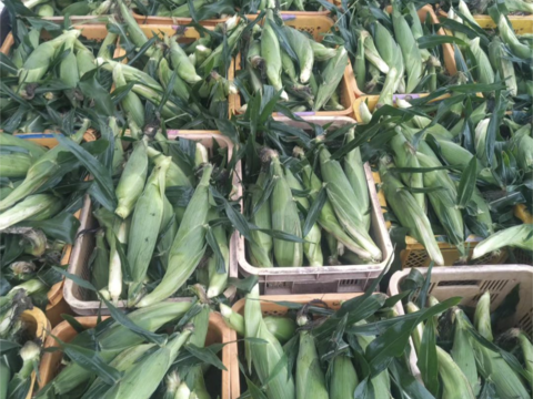 ７本🌽黄色とうもろこし