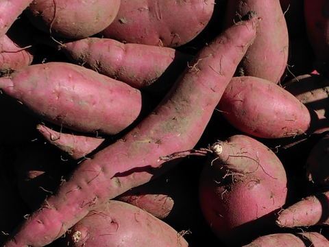さつまいも　紅はるか（5㎏）
