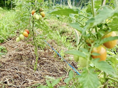 【栽培期間中、農薬・肥料不使用】旬のお野菜詰め合わせセット（5～8品目）