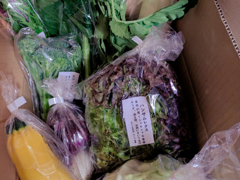 【アワード受賞福袋】旬のVEGE箱「厳選8品目セット」
食べチョクアワード野菜2位受賞の旬のVEGE箱から、特に食べて欲しい8品種を厳選しました。レギュラーサイズだと多すぎて食べきれない方にもぜひ♪