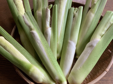 【完全自然栽培】のマコモダケ