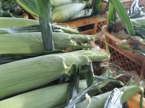 白色とうもろこし　１４本（330〜380g）