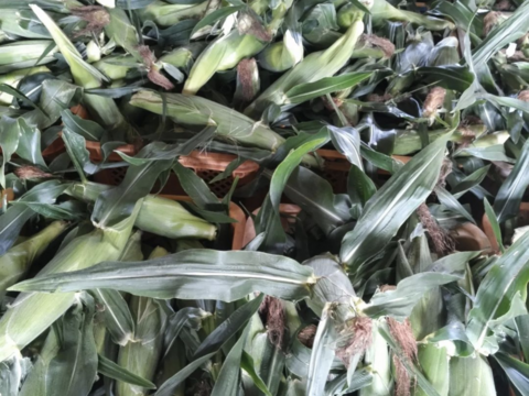 １４本🌽黄色とうもろこし