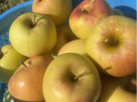 《予約商品》１１月上旬  訳あり ぐんま名月  3キロ箱 7～11玉 長野県産