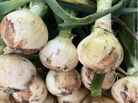 【淡路島より春をお届け】春のサラダセット