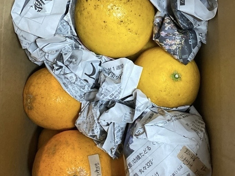 【柑橘食べ比べ】紅河内晩柑&河内晩柑　箱込み2kg　栽培期間中に農薬、化学肥料不使用