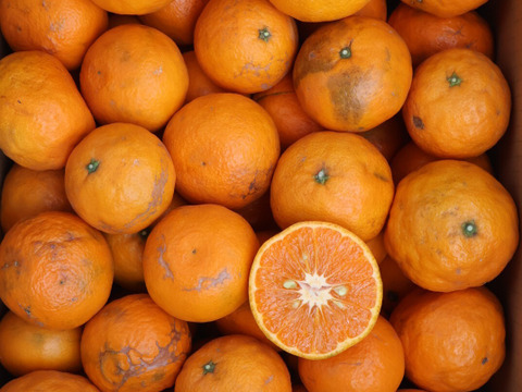 農家直送！なつみオレンジ　訳あり10kg【平武農園】和歌山｜有田｜田口｜こだわり